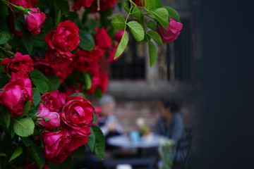 roses and chatting couple