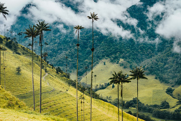 beautiful landscape of the Cocora valley, Colombia