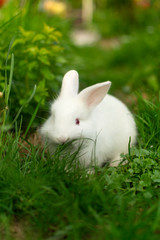 Beautiful white baby rabbit in green grass.