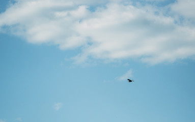 a stork flies in the sky, a Heron, a large bird in a clear blue sky