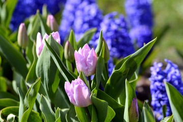 Fototapeta premium Plantation of blooming tulips