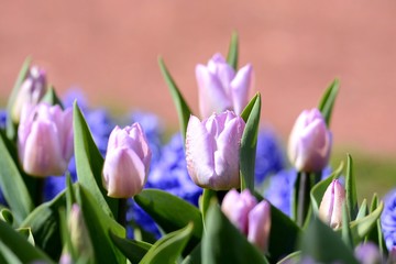 Plantation of blooming tulips