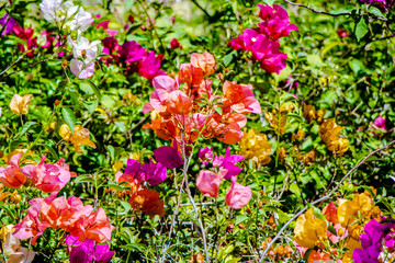 Flores Bugambilias en jardín