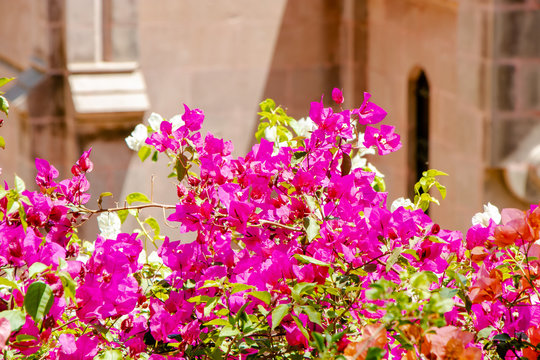 Flores Bugambilias en callej&oacute;n