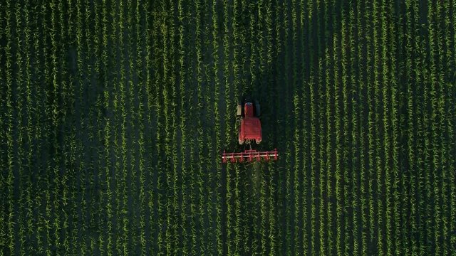 red tractor and green corn field