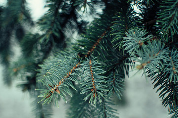 creative layout of blue spruce branches. Template for design for Christmas holidays.