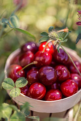 Macro image of red cherries and green leaves in a small basket. Natural background of summer sweet fruits. Shallow depth of field