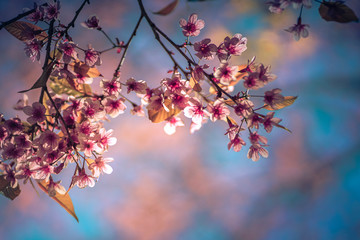 Obraz premium The fully bloomed Cherry Blossom flowers in spring, The wild himalayan cherry trees.