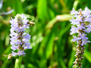 Fototapeta premium reed flowers