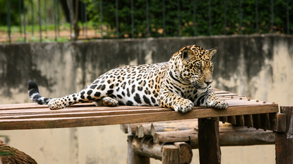 Onça pegando sol em cima de uma plataforma de madeira no zoológico. © Rafael