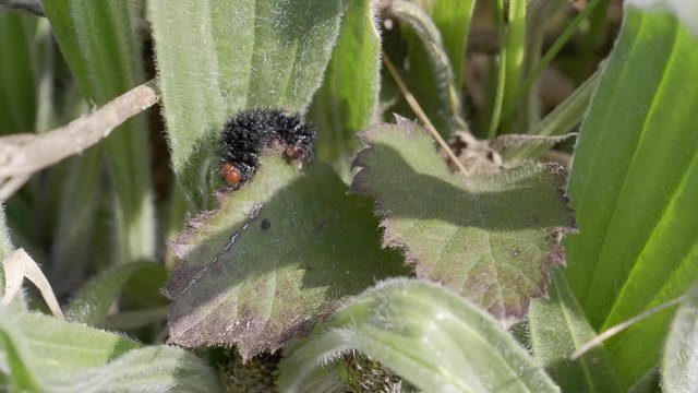 Glanville Fritillary Caterpillars. About 25mm long. 