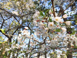 Sakura in Fuji city, Shizuoka