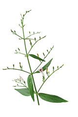 Close-up green leaf and white flower of traditional herbal medicine plant Kariyat or green chireta (Andrographis paniculata) on white. The plant has found the ability to suppress coronavirus COVID-19.