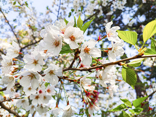 Sakura in Fuji city, Shizuoka