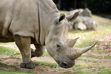 Obraz premium rhinocéros