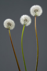 Three fluffy dandelions on grey background; color studio photo.