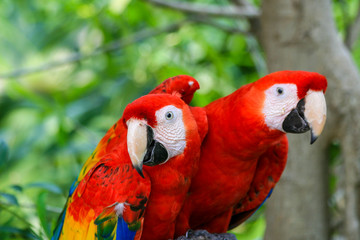 2 Red blue parrot gnawing on the tree