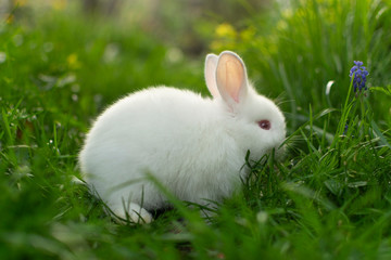 Beautiful white baby rabbit in green grass.