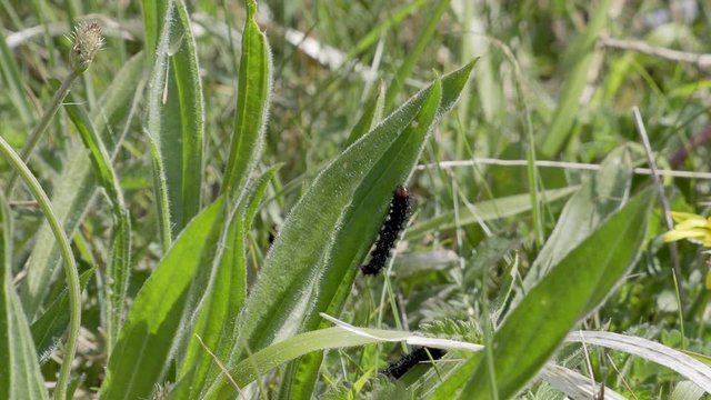Glanville Fritillary Caterpillars. About 25mm long. 