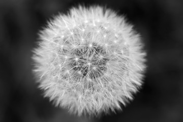 Dandelion flower's seeds on dark background; black and white close-up photo.