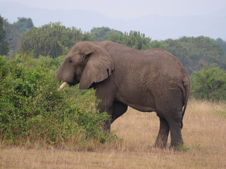 Fototapeta na wymiar Elefant Safari Afrika Natur Wild