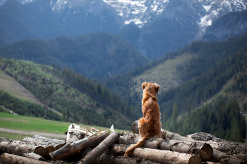 hiking with a dog. Nova Scotia Duck Tolling Retriever in the mountains,