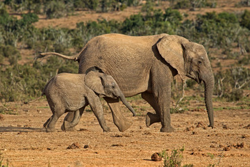 Fototapeta premium Mother and baby elephant running to water