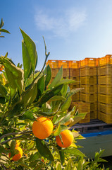 Harvest time: tarocco oranges on tree in a citrus orchard near Catania, Sicily