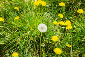a meadow with ordinary dandelions, Taraxacum, from the daisy family, Asteraceae