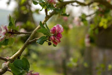 still locked apple tree blossoms on a sunny spring day
