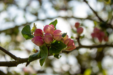still locked apple tree blossoms on a sunny spring day