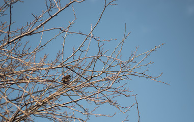 a Sparrow sits on a tree branch, blue sky