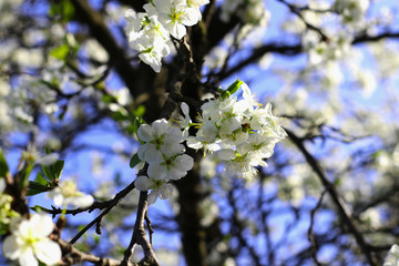 вишня цветет chery blossoms