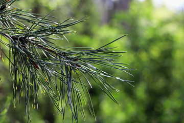 сосновые иголки pine needles