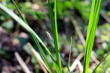 трава макро grass macro