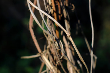 лоза vine