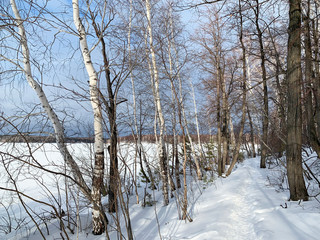 Russia, Chelyabinsk region. Winter deciduous forest on Elm (Vyazovy) island on lake Uvildy on a Sunny winter day
