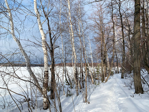 Russia, Chelyabinsk region. Winter deciduous forest on Elm (Vyazovy) island on lake Uvildy on a Sunny winter day