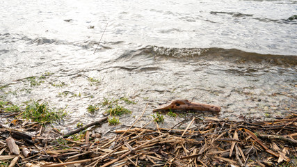 Wild shore of a lake or reservoir. Small waves run on the shore. Water rustles the dead branches and stems of reeds. A branch from a tree floats on the surface of the water.