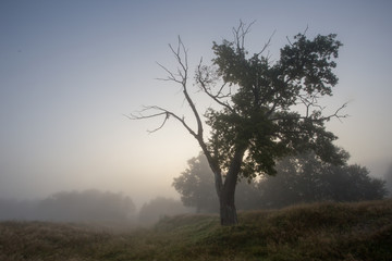 Fototapeta na wymiar tree in fog