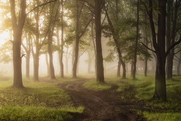 misty morning in the forest