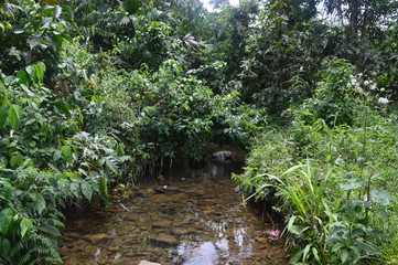 La Chakra Amazónica - Sistema Agroforestal de los indígenas de la Amazonía Ecuatoriana.