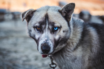 Look of a Siberian Husky