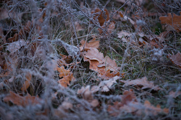autumn leaves in the forest
