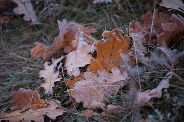 fallen autumn leaves