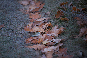 autumn leaves on the ground