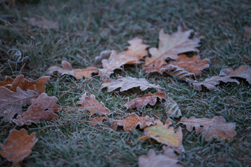 autumn leaves on the grass