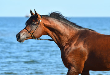 Purebred bay arabian stallion in show halter on the seashore in the bright sumer day in China....