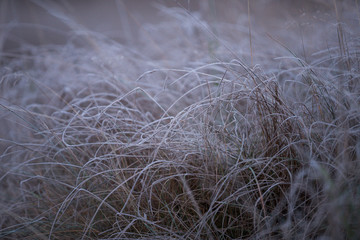 frost on the grass