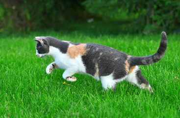 Three coloured cat playing in the bright green grass in summer outside.